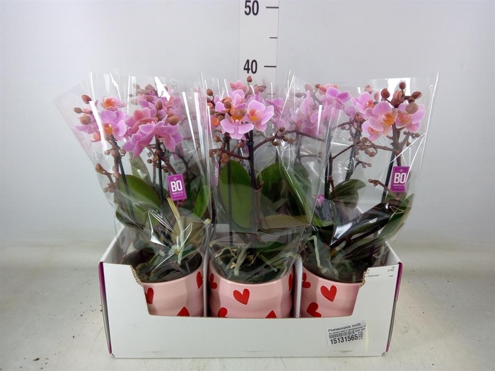 <h4>Phalaenopsis multi.   ...rose</h4>