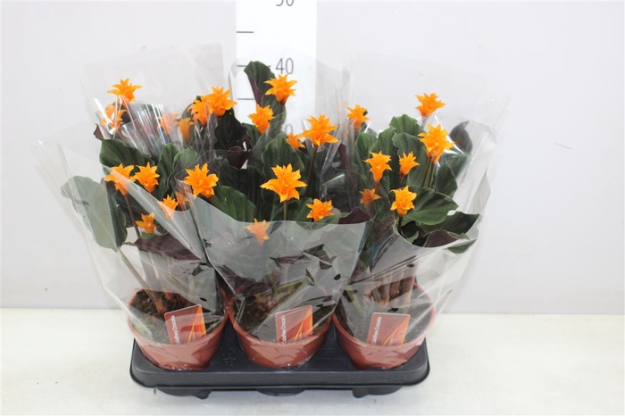 <h4>Calathea Crocata 5+</h4>