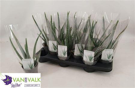 <h4>Aloe Vera</h4>