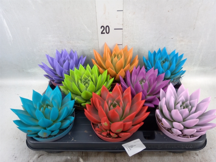 <h4>Echeveria  'Miranda'</h4>