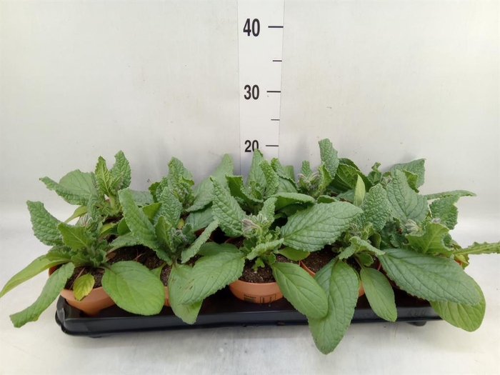 <h4>Tuinkruiden   ...</h4>