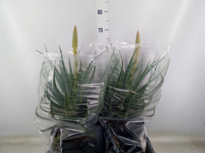 <h4>Aloe arborescens</h4>