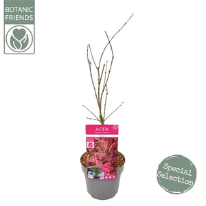 Acer palm. 'Shirazz' PREMIUM