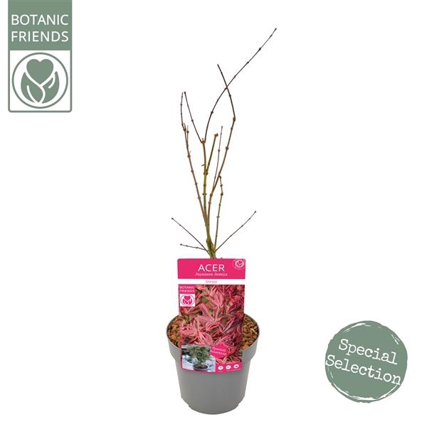 Acer palm. 'Shirazz' PREMIUM