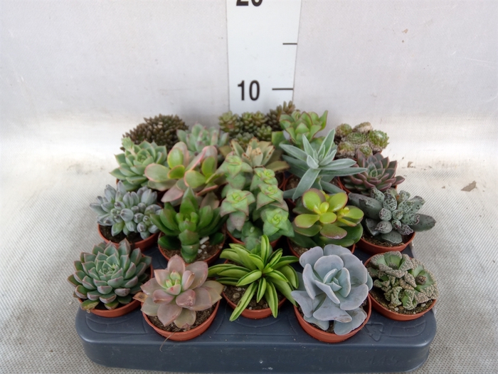 <h4>Succulents   ...</h4>