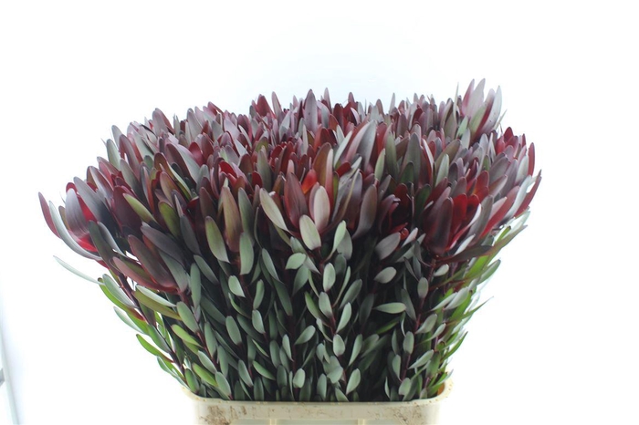 <h4>Leucad Saf Sunset</h4>