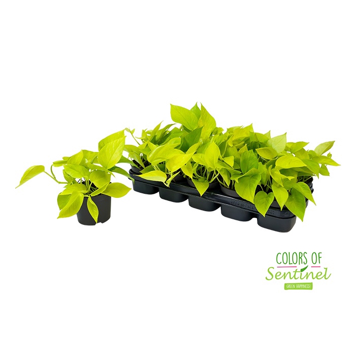 <h4>Epipremnum pinnatum Golden Pothos 12Ø 15cm</h4>