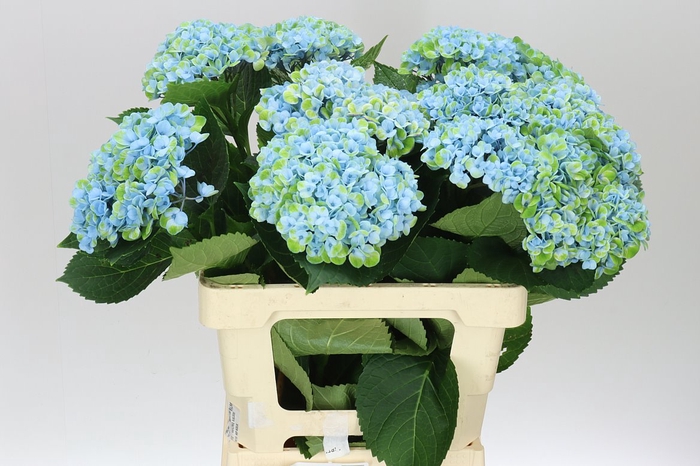 <h4>Hyd Revolution Blue</h4>