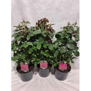 Roos pyramide grootbloemig P23 geurend