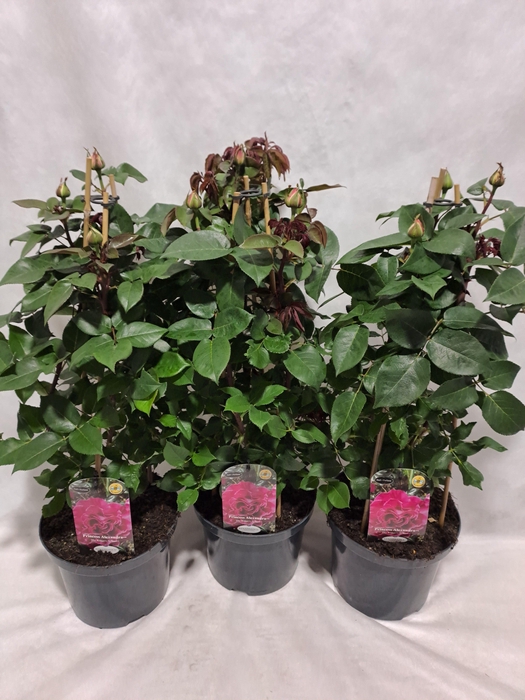 <h4>Roos pyramide grootbloemig P23 geurend</h4>