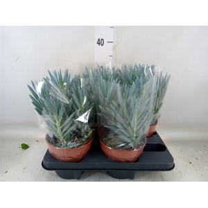 Curio ficoides 'Stelvio'