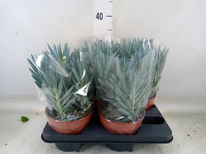 <h4>Curio ficoides 'Stelvio'</h4>