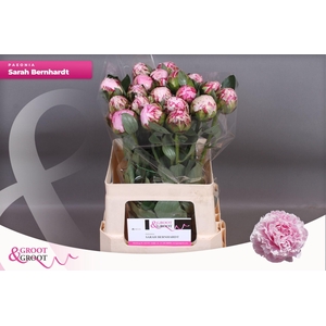 Paeonia Sarah Bernhardt