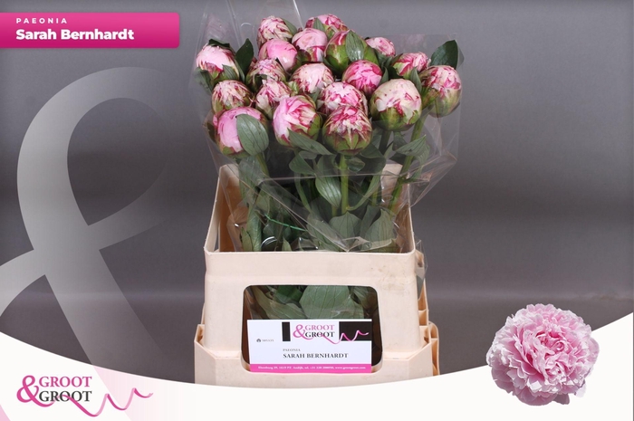 <h4>Paeonia Sarah Bernhardt</h4>