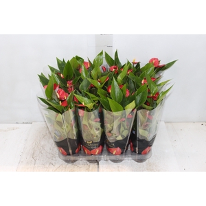 ANTHURIUM MINI MILLION FLOWERS P09