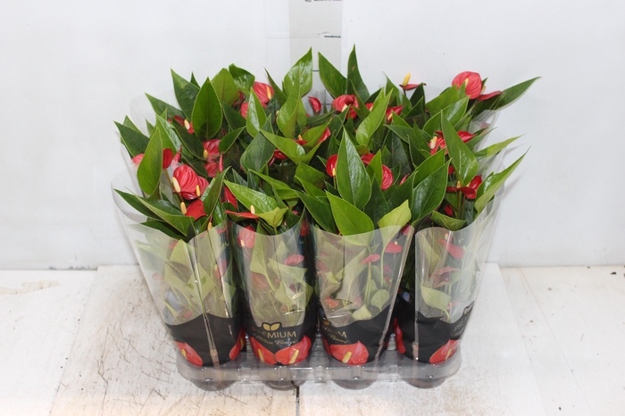 <h4>ANTHURIUM MINI MILLION FLOWERS P09</h4>