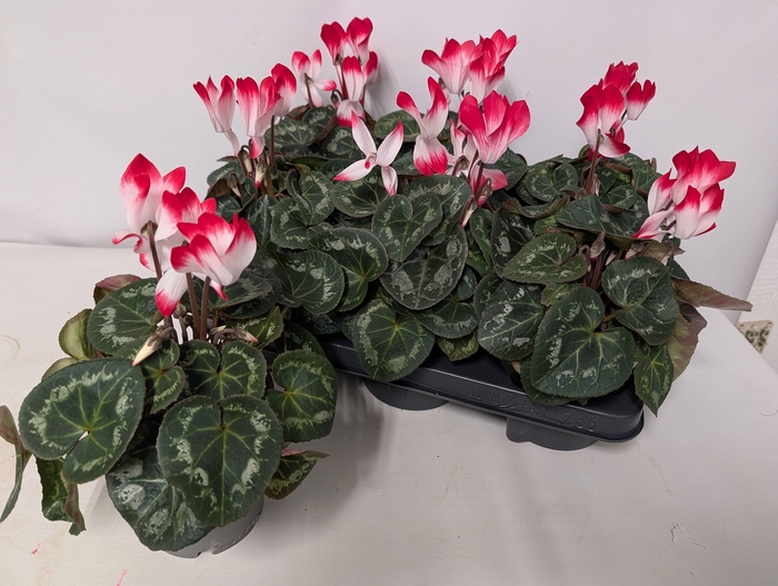 <h4>CYCL KL MET IND RED</h4>