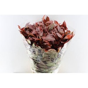 Photinia Red Robin