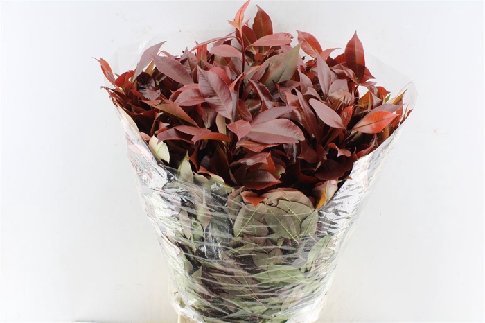 <h4>Photinia Red Robin</h4>