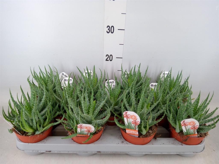 <h4>Aloe humilis</h4>
