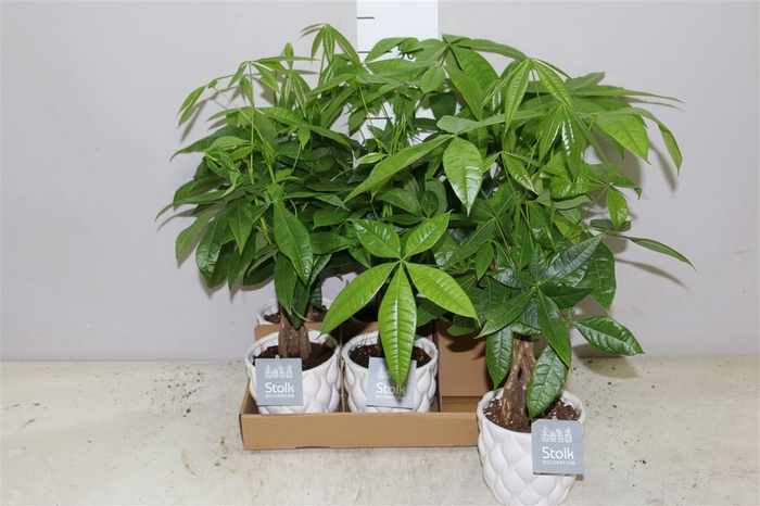 <h4>Pachira Aquatica Ariel Keramiek</h4>