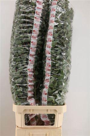 <h4>Euc Cinerea Per Stem Extra</h4>