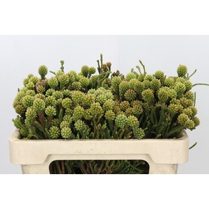 Kaaps Groen Brunia Fragarioides (Clusterstar)