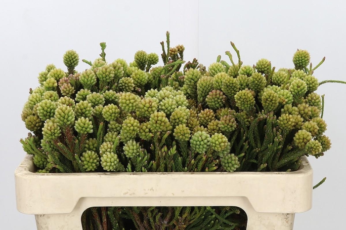 <h4>Kaaps Groen Brunia Fragarioides (Clusterstar)</h4>