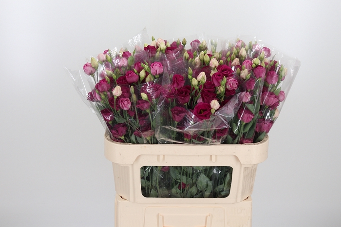 <h4>Eust En Cerise</h4>