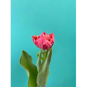 Tulipa Adore