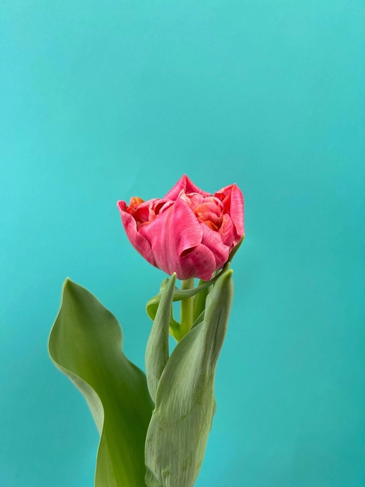 <h4>Tulipa Adore</h4>