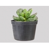 SUCULENTAS ADROMISCHUS COOPERI P11