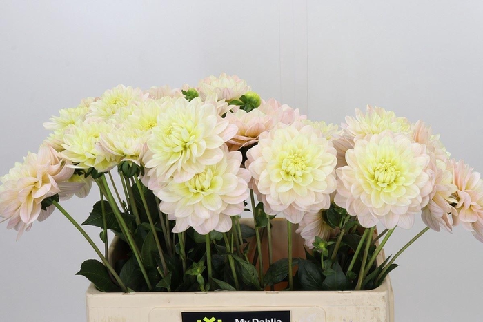 <h4>DAHLIA DIANAS MEMORY DAHLIA DIANAS</h4>