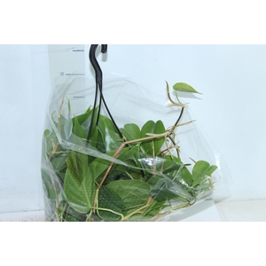 PHILODENDRON SCANDENS C21 PENDENTE