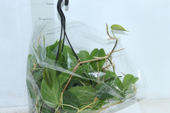 <h4>PHILODENDRON SCANDENS C21 PENDENTE</h4>