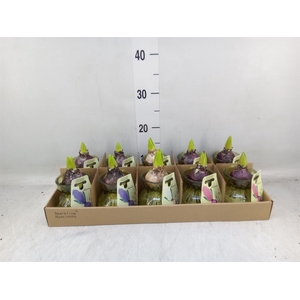 Planten  ..in schaal L%