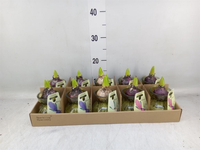 <h4>Planten ..in schaal L%</h4>