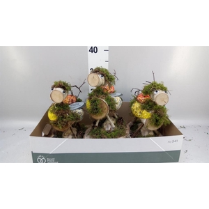 Decoratie  ..Vogelzaadfiguur  H%