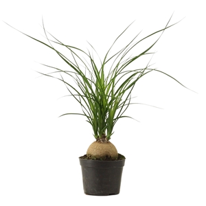 Beaucarnea bol 9 cm