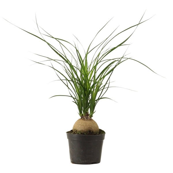 <h4>Beaucarnea bol 9 cm</h4>