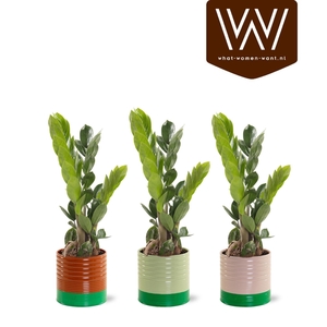 ARR ZAMIOCULCAS