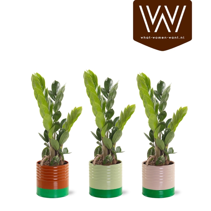 <h4>ARR ZAMIOCULCAS</h4>