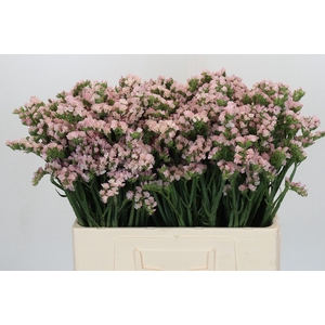 Limonium sinuatum Apricot Sun Birds