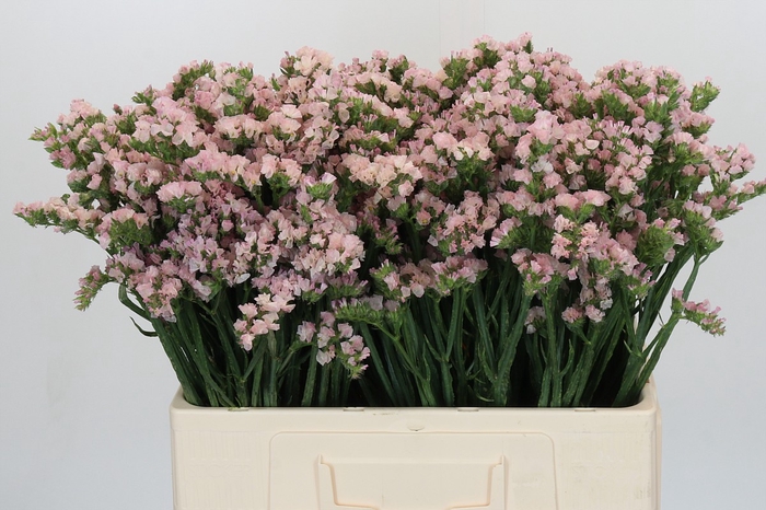 Limonium sinuatum Apricot Sun Birds