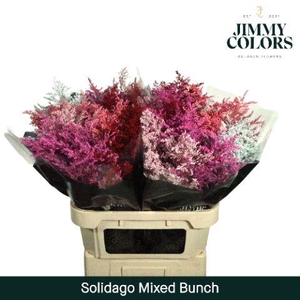 Solidago L80 Mixed Bunch