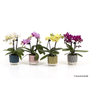 PHALAENOPSIS-HYBRID P6