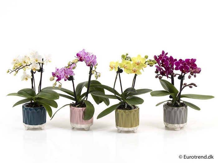 <h4>PHALAENOPSIS-HYBRID P6</h4>