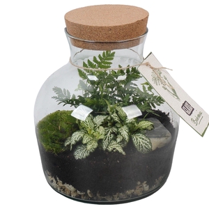 PTGIG2172 Arrangement Greens in glass in glazen terrarium