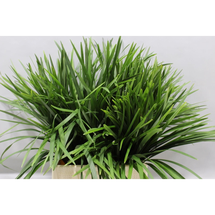 <h4>T Grass Green</h4>