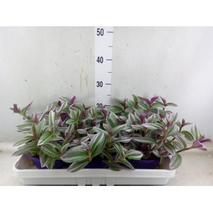 Tradescantia albif. 'Nanouk'
